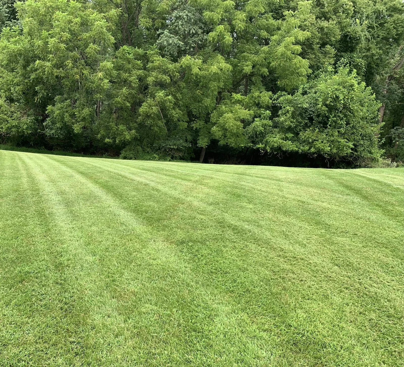 Freshly striped green lawn meeting a line of mature trees — real work by Dylan’s Lawn Care