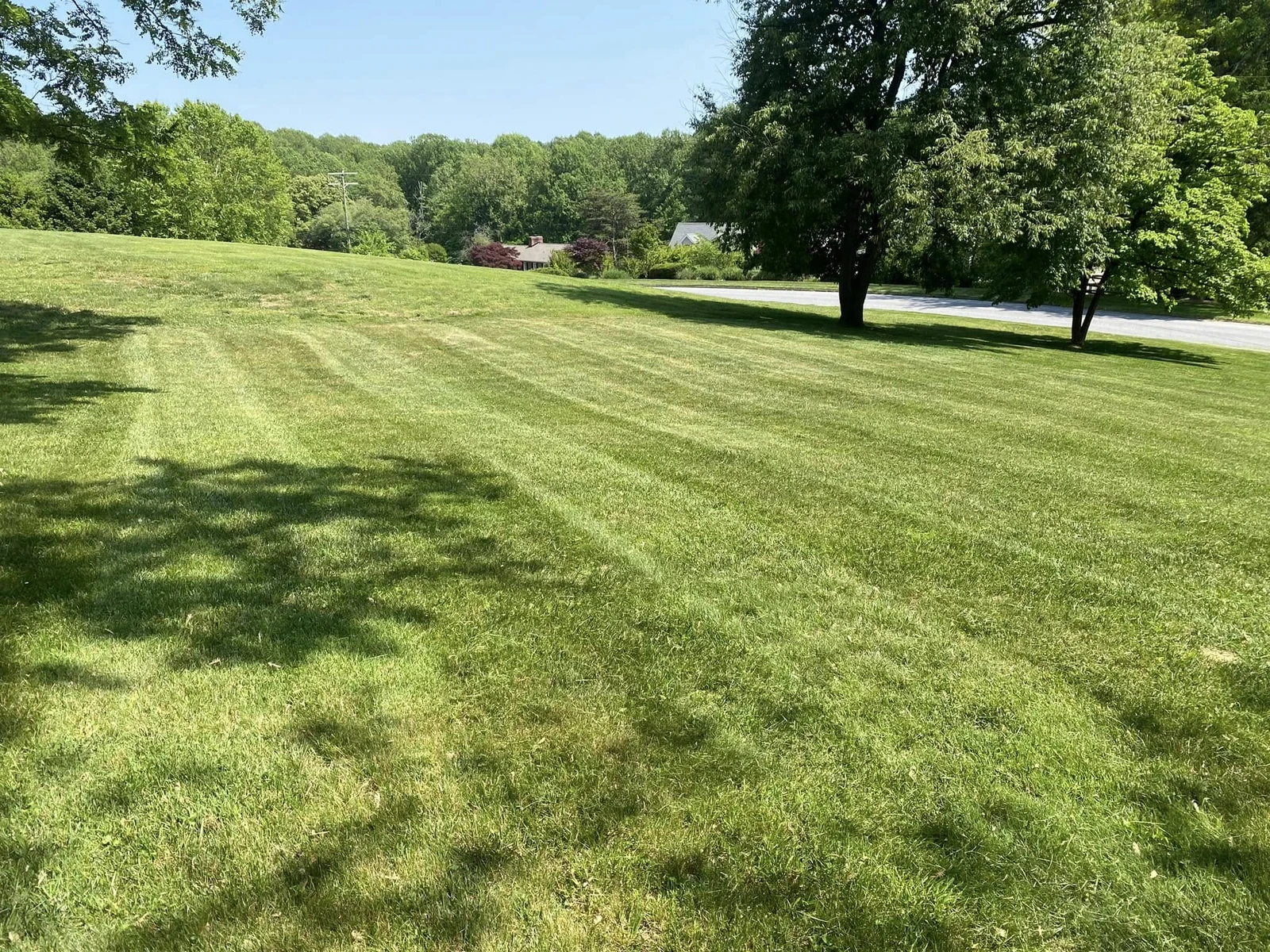 Carefully mown lawn beneath mature shade trees — work by Dylan’s Lawn Care